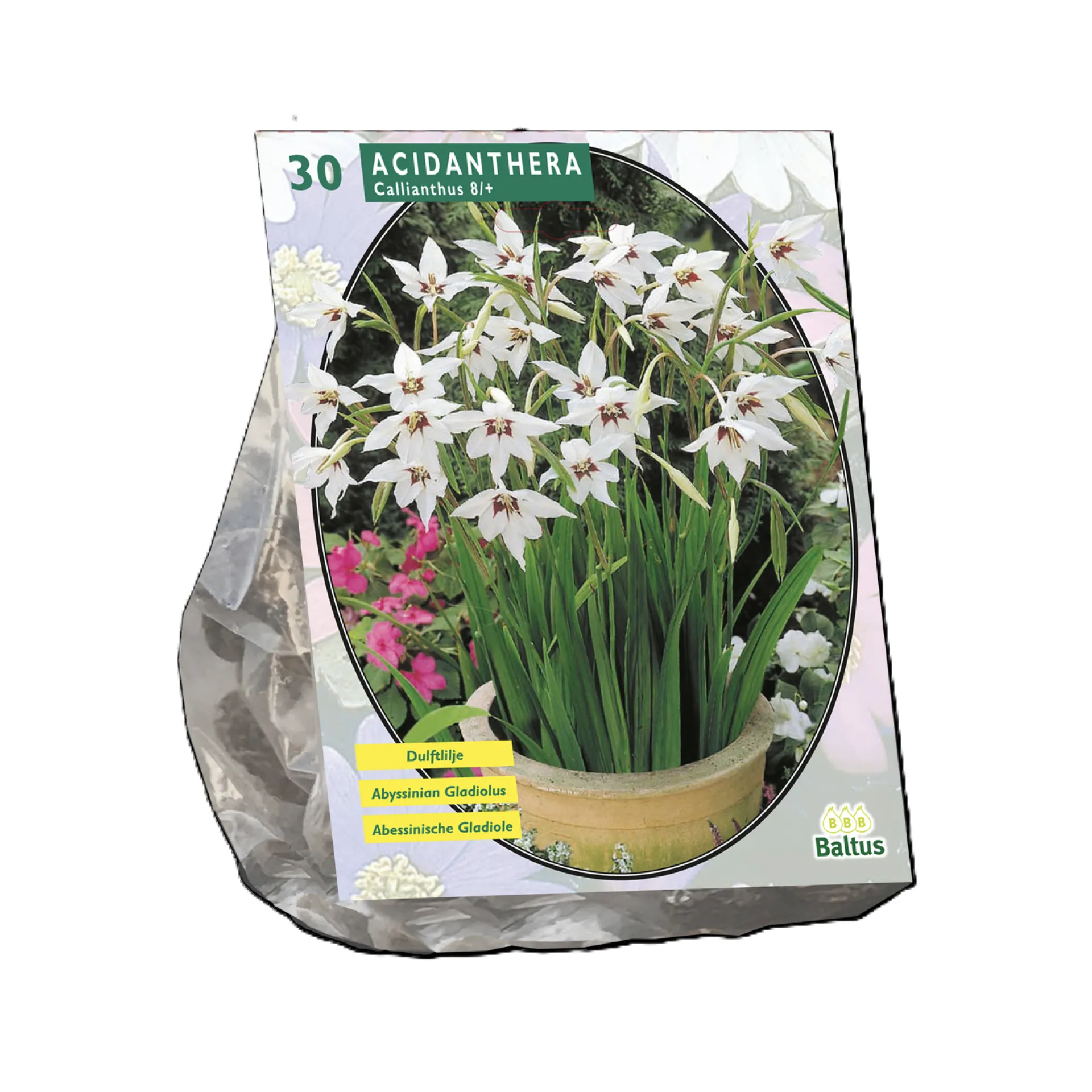 acidanthera-bicolor-per-30-klOvLKhT-0.webp Hot Baltus Acidanthera Bicolor Per 30