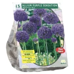 Clearance Baltus Allium Aflatunense Purple Sensation Per 15