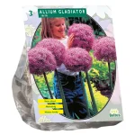 Hot Baltus Allium Gladiator His Excellence Per 3