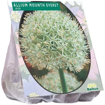 New Baltus Allium Mount Everest Per 3