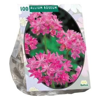 Clearance Baltus Allium Roseum Per 100