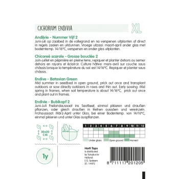 New Horti Tops Andijvie Nummer Vijf