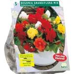 begonia-dubbelbloemig-mix-5st-fOhpilEY-0.webp