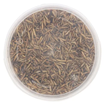 Best Smulti Black Soldier Flies 3L