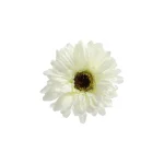 bloem-gerbera-wit-55-cm-LkqyAYwu-0.webp
