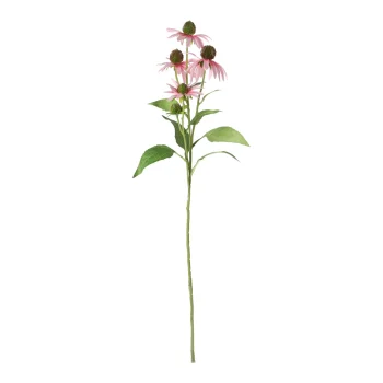 Sale Bloem Rudbeckia Lila 73 Cm