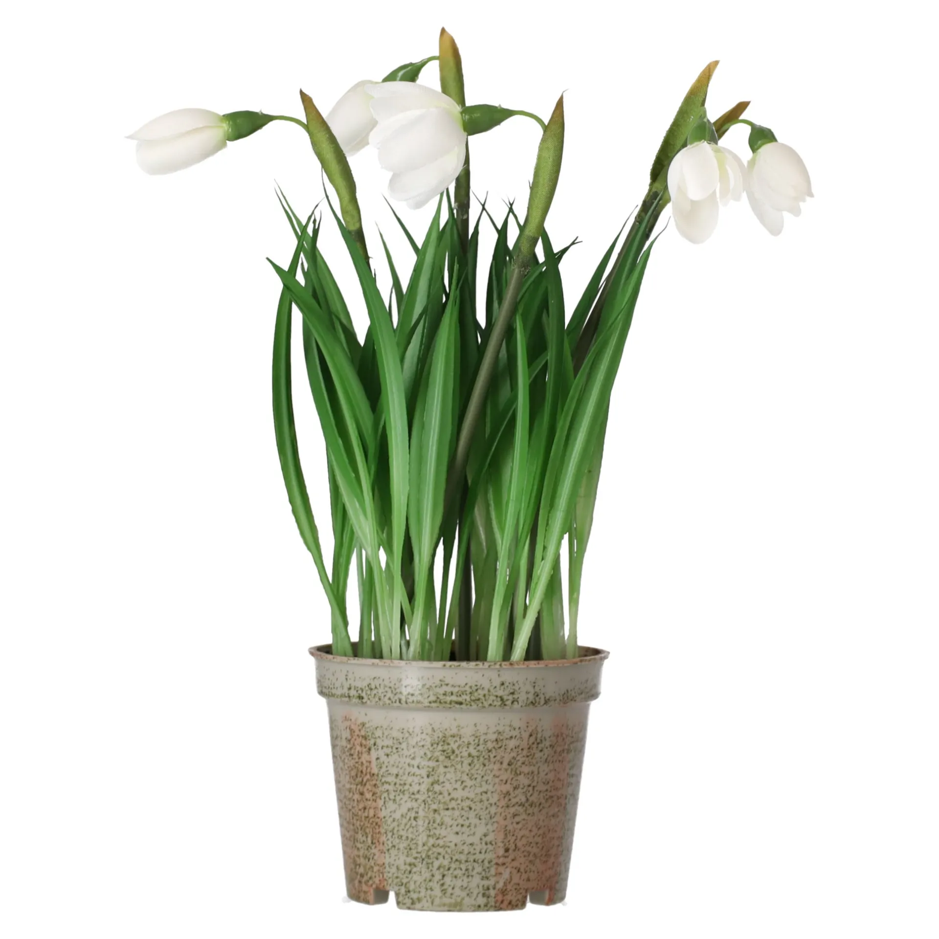 bloem-sneeuwklokje-24-cm-AAhXMLHE-0.webp Hot Mica Decorations Bloem Sneeuwklokje 24 Cm