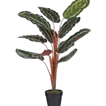 New Mica Decorations Calathea Roseopicta In Pot 90 Cm