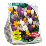 crocus-grootbloemig-mix-per-30-cyWAspxr-0.webp