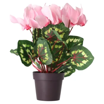 Online Cyclaam Plant 4 Assorti