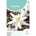 Clearance Horti Tops Edelweiss