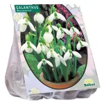 Outlet Baltus Galanthus Woronowii Per 25