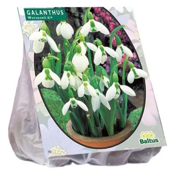 Outlet Baltus Galanthus Woronowii Per 25