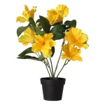 Online Hibiscus In Pot Diverse Assorti