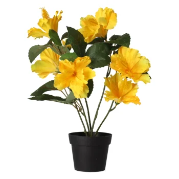 Online Hibiscus In Pot Diverse Assorti