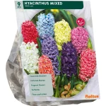 hyacinth-mix-per-9-lGlcBOwi-0.webp