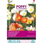 New Buzzy IJslandse Papaver Mix