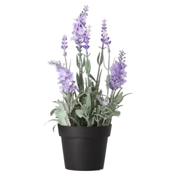 Best Decoris Lavendel In Pot 25 Cm 3 Assorti