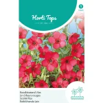 Best Horti Tops Linum Rood