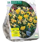 narcis-mini-mix-per-25-kFcfIjyB-0.webp