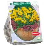 Outlet Baltus Narcis Mini Tete A Tete Per 20