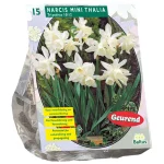 Best Baltus Narcis Mini Thalia Per 15