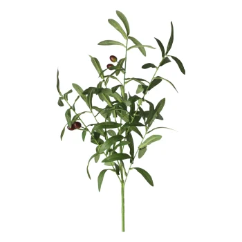 Sale Olijftak 85 Cm