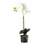 orchidee-38-cm-wit-IPjRIYuB-0.webp