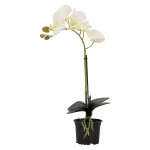 orchidee-38-cm-wit-IPjRIYuB-0.webp