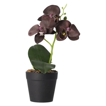 Fashion Orchidee In Pot Zwart Perzik Rood - Assorti