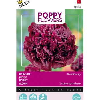 New Buzzy Papaver Black Paeony