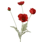 papaver-rood-63-cm-vgJLOtdD-0.webp