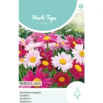 Outlet Horti Tops Perzische Margriet Robinson Giants