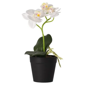 Best Phalaenopsis In Pot Wit 25 X 15 Cm