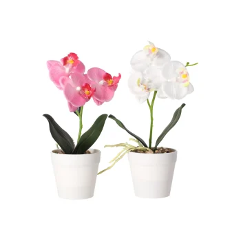 Discount Phalaenopsis In Pot Wit, Roze En Perzik, 3 Assorti