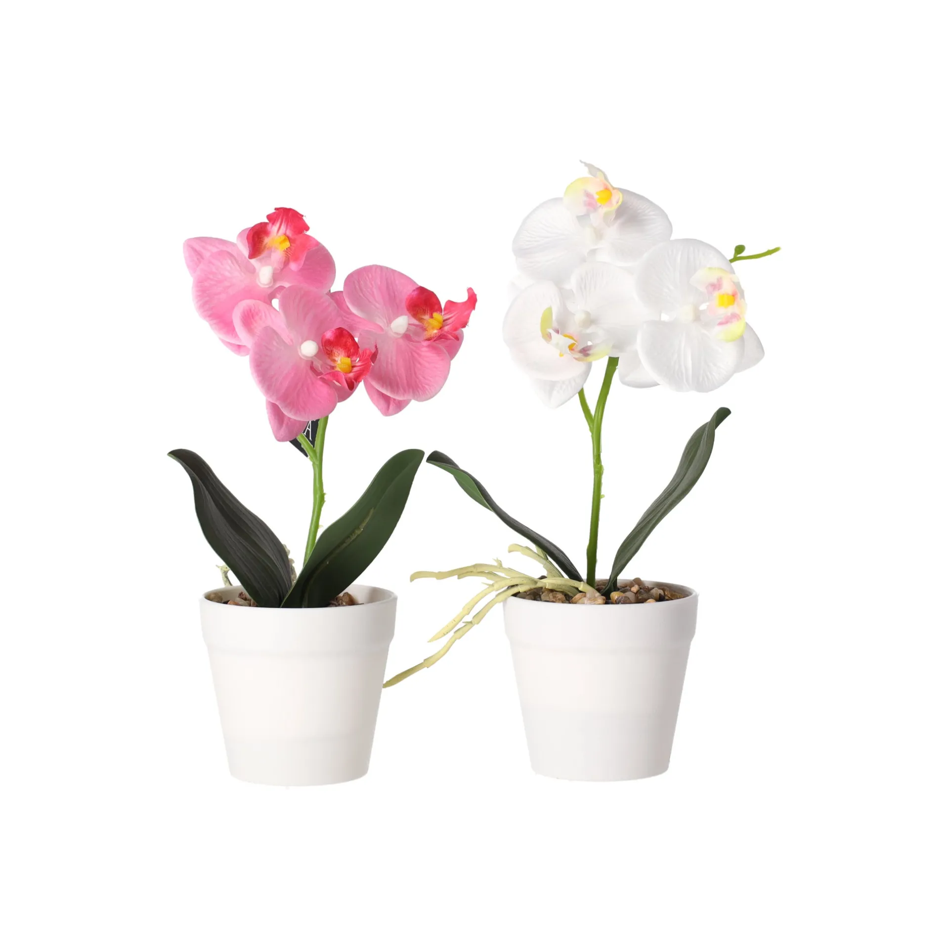 phalaenopsis-in-pot-wit-roze-e-SZLyrUBY-0.webp Discount Phalaenopsis In Pot Wit, Roze En Perzik, 3 Assorti