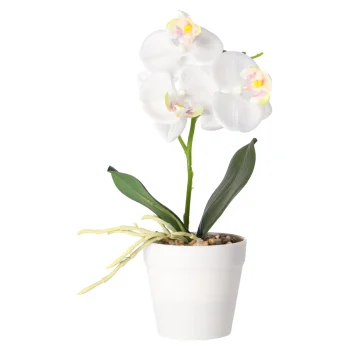 Discount Phalaenopsis In Pot Wit, Roze En Perzik, 3 Assorti