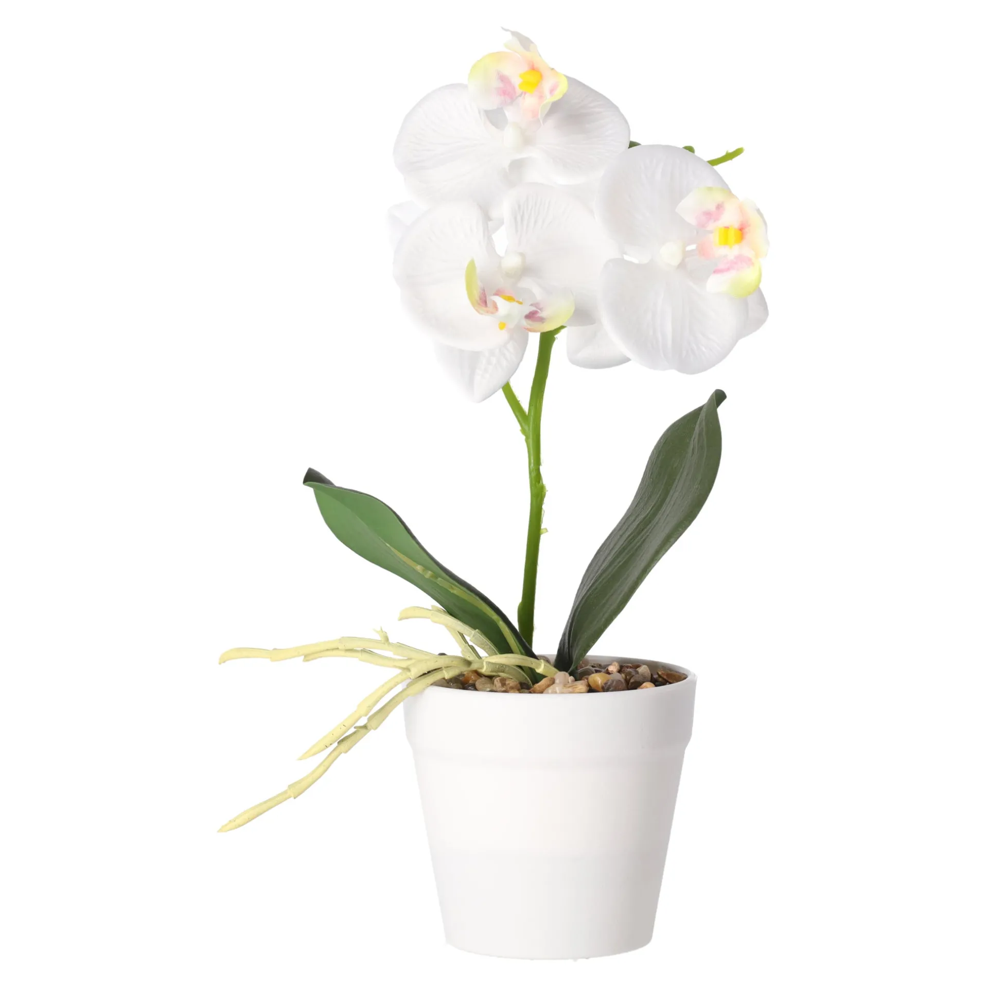 phalaenopsis-in-pot-wit-roze-e-SZLyrUBY-1.webp Discount Phalaenopsis In Pot Wit, Roze En Perzik, 3 Assorti