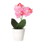 phalaenopsis-in-pot-wit-roze-e-SZLyrUBY-0.webp