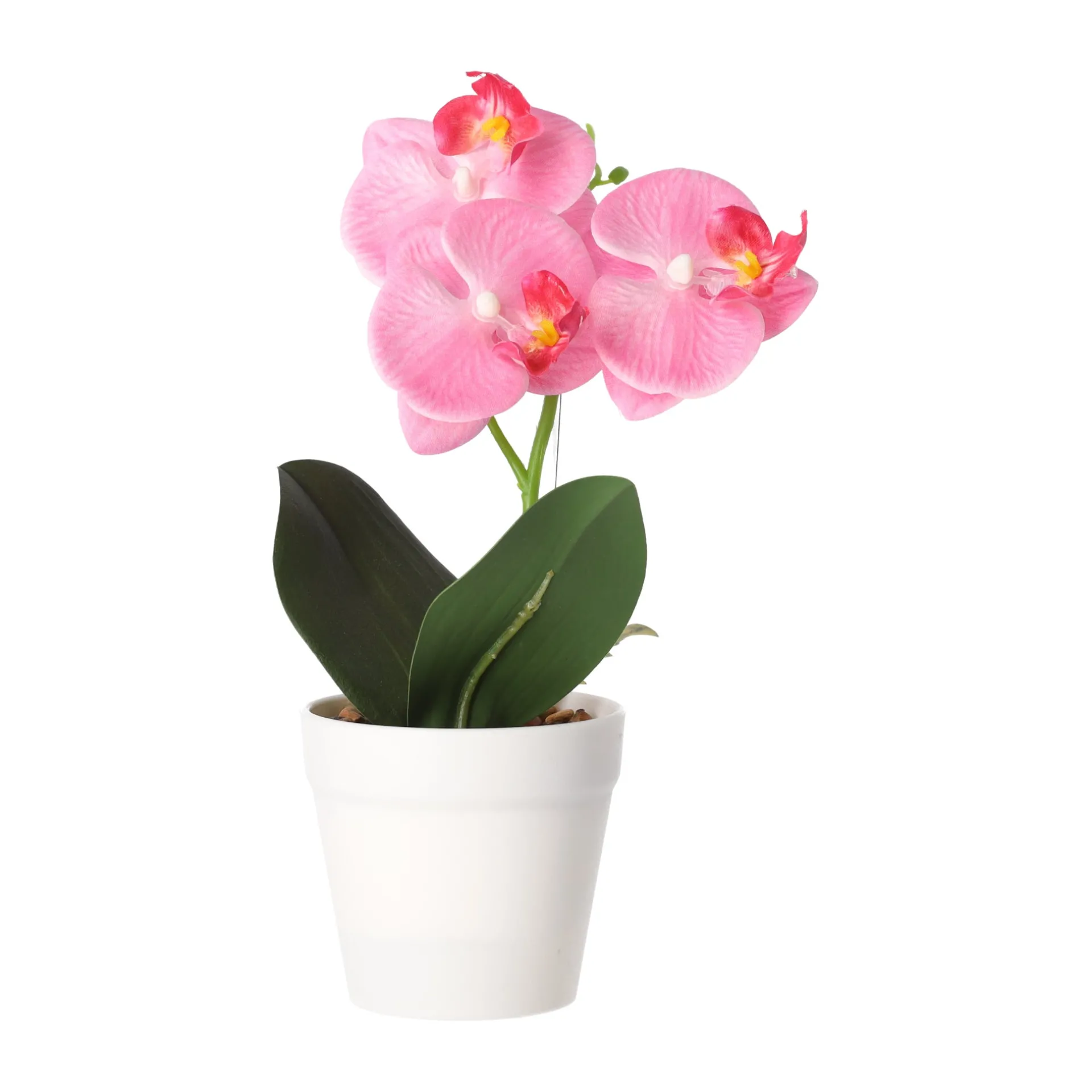 phalaenopsis-in-pot-wit-roze-e-SZLyrUBY-2.webp Discount Phalaenopsis In Pot Wit, Roze En Perzik, 3 Assorti