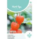 Fashion Horti Tops Physalis Lampionplant