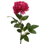 pioen-fuchsia-72-cm-UxPwHpZK-0.webp