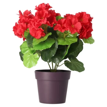 Discount O'malley Plant B 4 Assorti