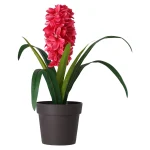 Outlet Plant C 4 Assorti