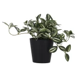 plant-green-gem-18-cm-UJLeCiie-0.webp