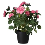 plant-met-roos-3-assorti-IAPoJIgS-0.webp