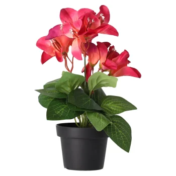 Discount O'malley Plant Q 12 Assorti