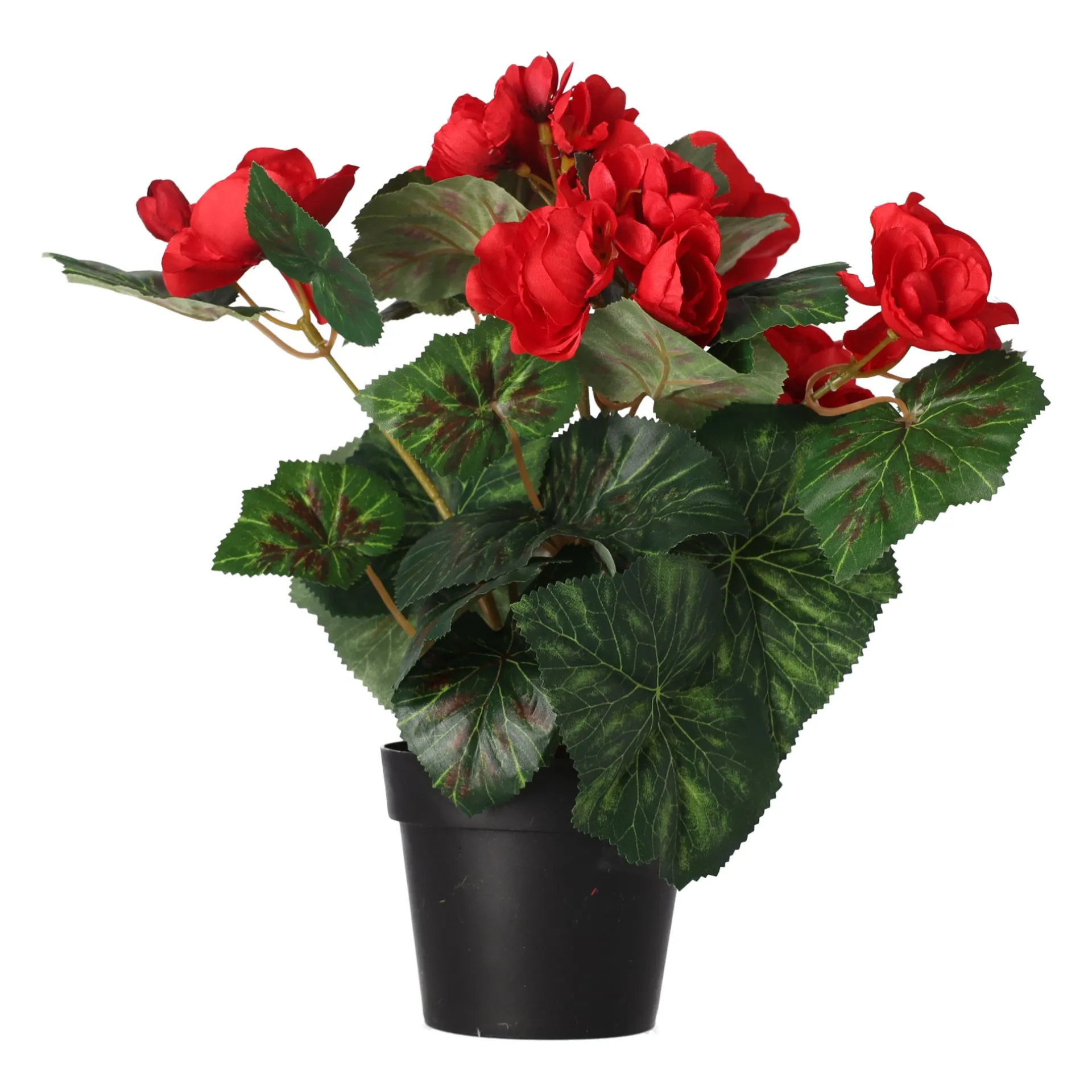 plant-r-4-assorti-CvuHRxbl-0.webp Hot O'malley Plant R 4 Assorti