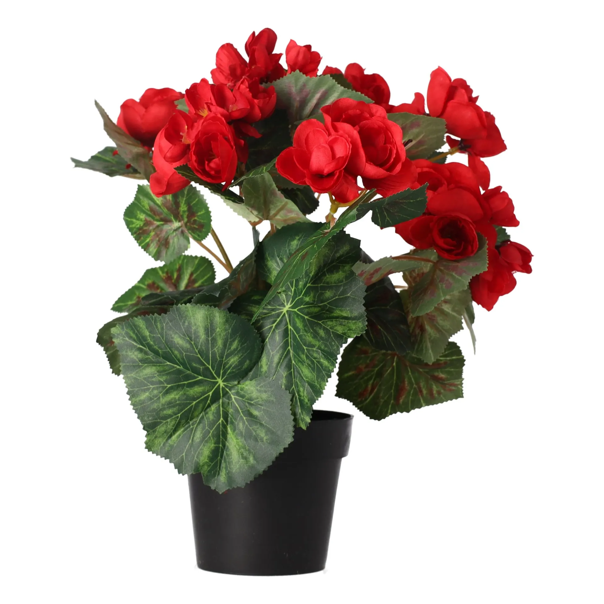 plant-r-4-assorti-CvuHRxbl-1.webp Hot O'malley Plant R 4 Assorti