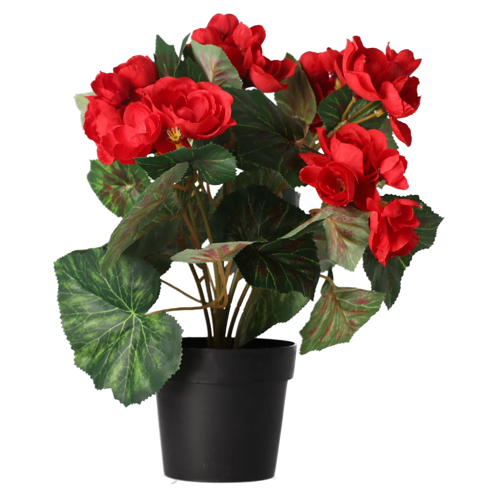 plant-r-4-assorti-CvuHRxbl-2.webp Hot O'malley Plant R 4 Assorti